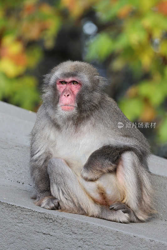 日本猕猴(macaca fuscata)的近景